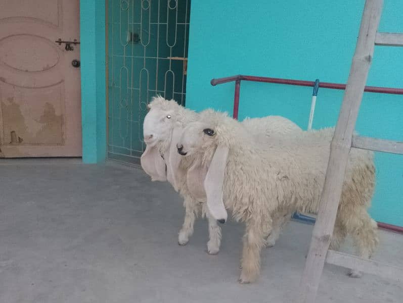 pure Sargodha kajla pair 1