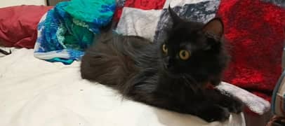 Persian Cat Pure Black