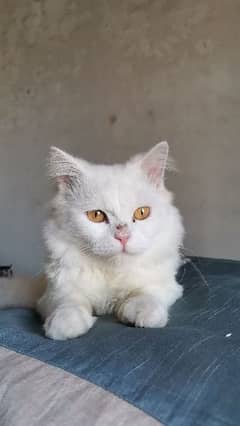 Persian cat for sale