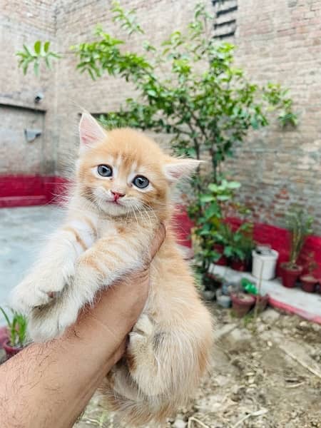 Persian Cat Brown Color For Sale 1