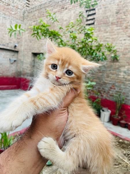 Persian Cat Brown Color For Sale 2