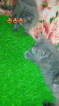 jaci Rozi beautiful kittens available