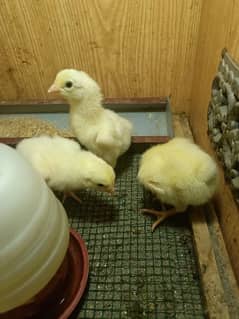 White shamo chicks available