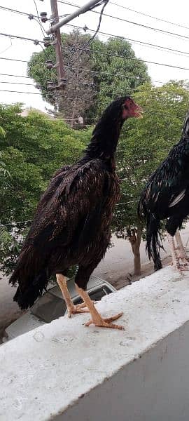 ASEEL PAIR FOR SALE IN MOST REASONABLE PRICE. 1