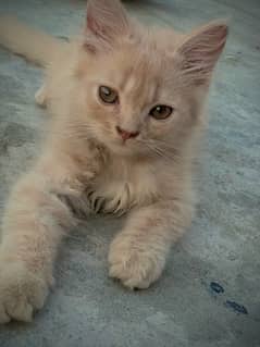 Persian cat triple coat baby