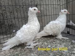 fancy pigeons. diffrent breeds. price mention. cargo available.