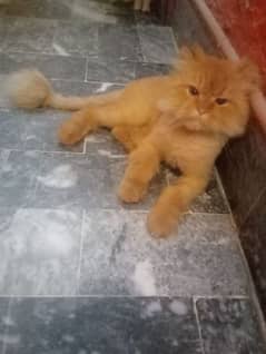 Cat for sale 03478579129