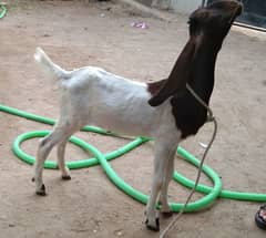 Nawabshah kamora goat kid male (nurr)