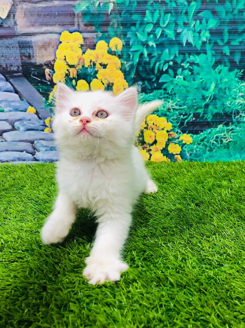 Persian Punch face triple coat cat Kitten 1