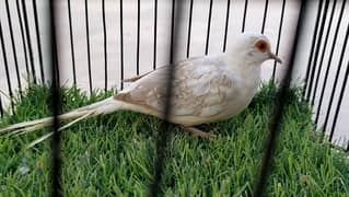 Opal Pied / Blue Pied / Red Pied Dove