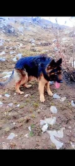 female German Shepherd age 13 months haripur kpk