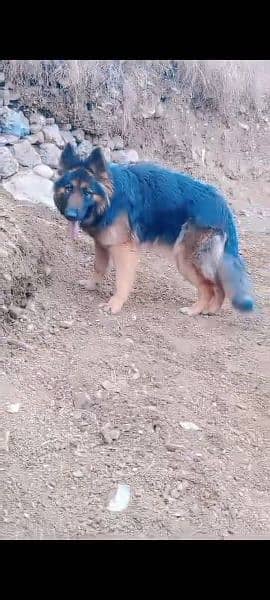 female German Shepherd age 13 months haripur kpk 1