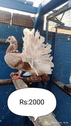 laka brown gray tale /chick fancy pigeon kabooter