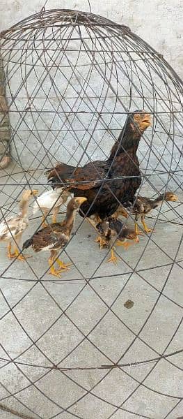 2 aseel hen with chicks 03438852418 7