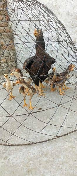 2 aseel hen with chicks 03438852418 8