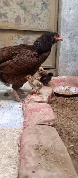 2 aseel hen with chicks 03438852418 10