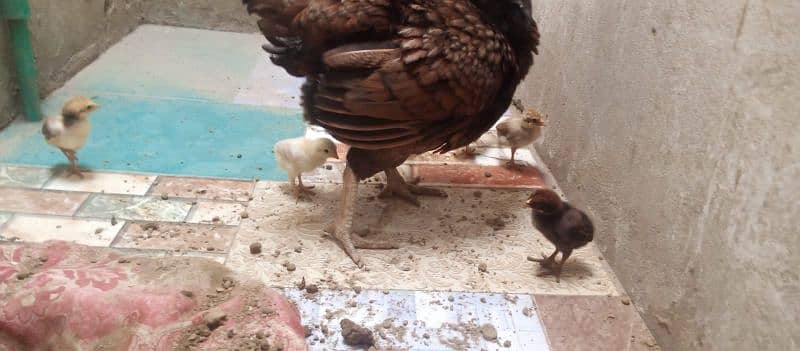 2 aseel hen with chicks 03438852418 11