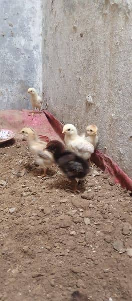 2 aseel hen with chicks 03438852418 12