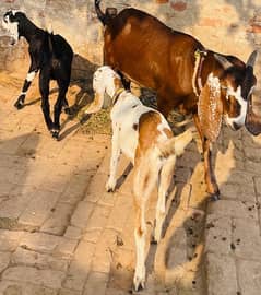 dasi goat for sale full active and healty 2 bachy dono female