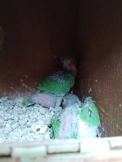 ringneck chick's