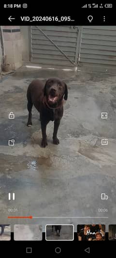 labrador chocolate