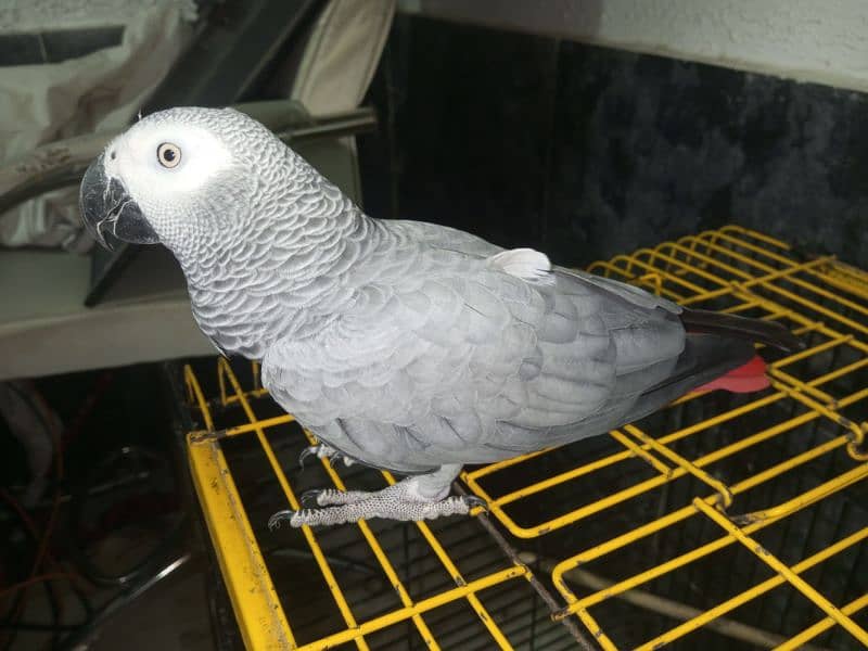 Congo African Grey Parrot 3