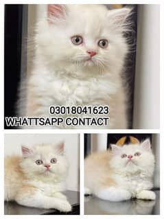 Adorable Kittens | Persian Kitten | Peke Kitten