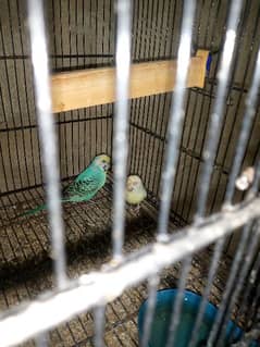 healthy and active bird contact serious buyer