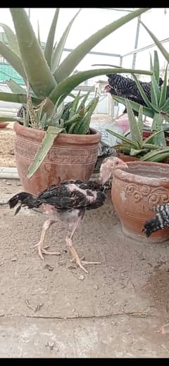 Shamo Aseel chicks