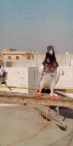 27 pigeon hain