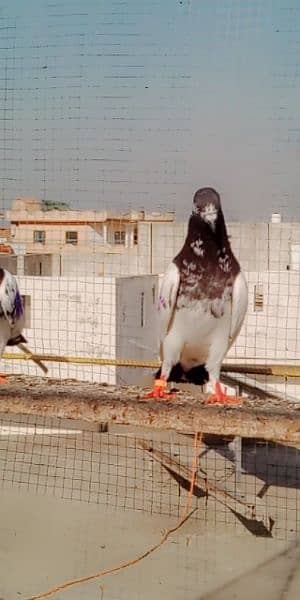 27 pigeon hain 0