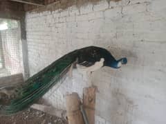 pied peacock breeder for sale 0