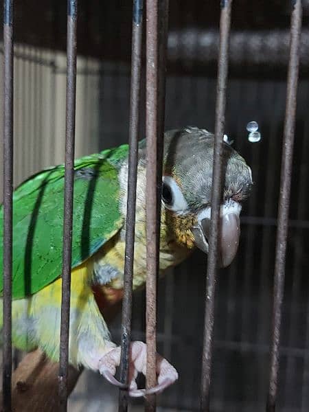 Sun Conure + Yellow Sided Conure 0