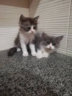 Persian Male kitten  0315 9580701