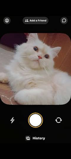 female breeder Persian cat