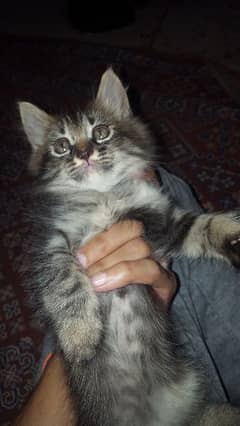 Persian Male & Female Kittens ( Ginger Cats)