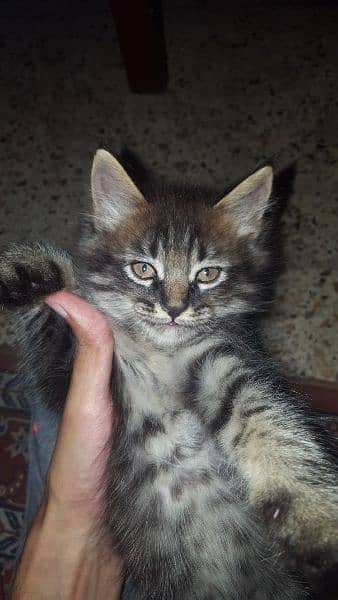 Persian Male & Female Kittens ( Ginger Cats) 1