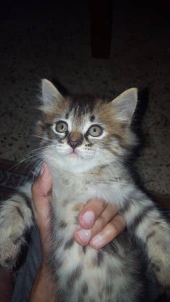 Persian Male & Female Kittens ( Ginger Cats) 2