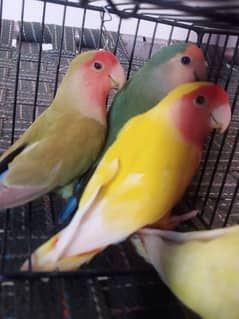 LOVE BIRDS LOTINO AND CHERRY
