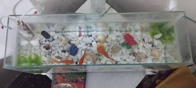 4 Goldfish and 1 silver fish with aquarium and pump