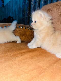 Triple Coat Persian Kittens