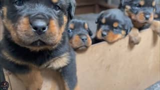 extreme quality rottweiler puppies