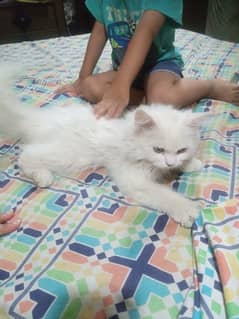 Persian Cat Male For Sale