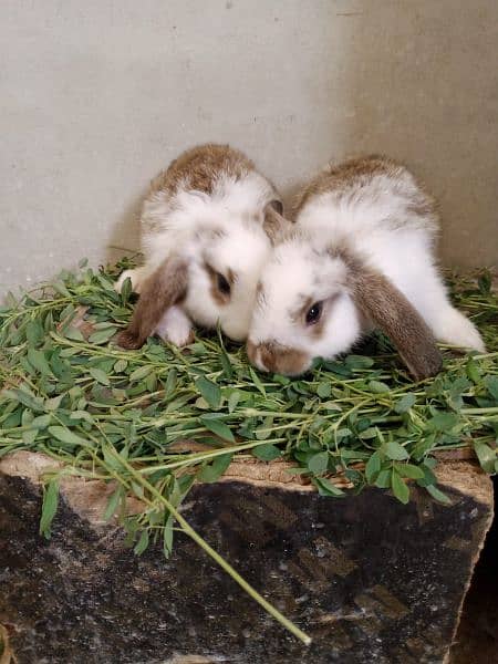 Rabbit Bunnies for sale 3