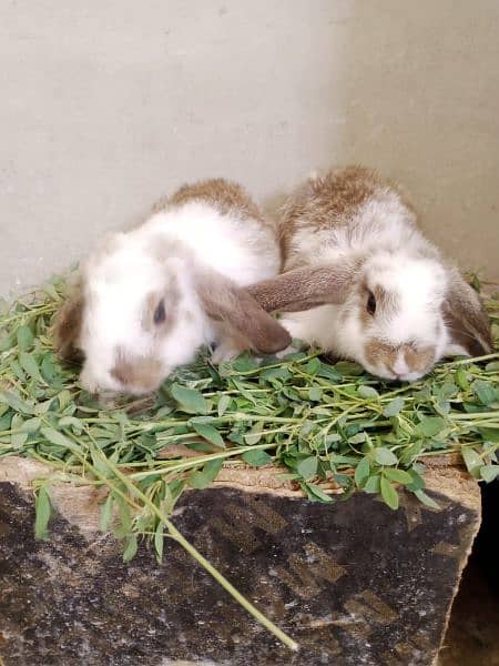 Rabbit Bunnies for sale 5