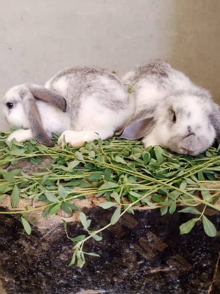 Rabbit Bunnies for sale 6