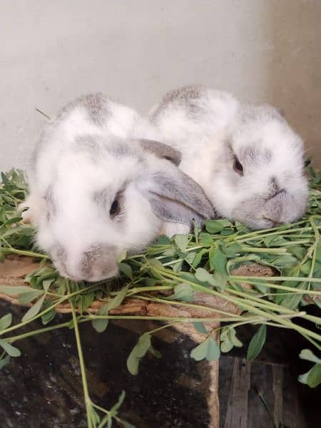 Rabbit Bunnies for sale 7