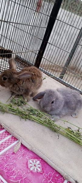 Rabbit Bunnies for sale 8