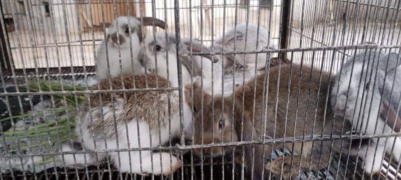 Rabbit Bunnies for sale 9