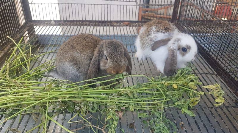 Rabbit Bunnies for sale 10